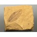 Podocarpium podocarpum